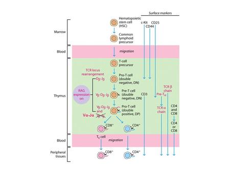 V  -J . T Cell Maturation in the Thymus Positive selection: permits the survival of only those T cells whose TCRs are capable of recognizing self-MHC.