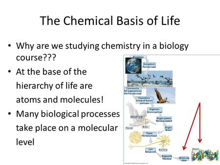 The Chemical Basis of Life Why are we studying chemistry in a biology course??? At the base of the hierarchy of life are atoms and molecules! Many biological.