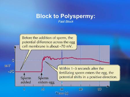 Block to Polyspermy: Fast Block. Cortical reaction.