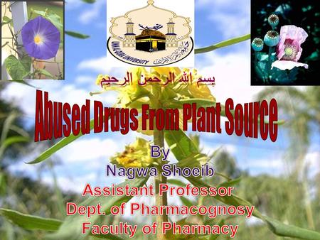 Abused Drugs From Plant Source