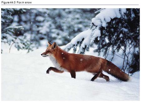 Figure 44.0 Fox in snow. Figure 44.1 Regulators and conformers.