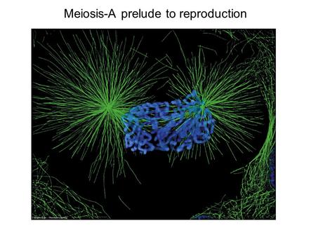 Meiosis-A prelude to reproduction. I.Terminology A.karyotype –1. human 46 chromosomes –2. homologous pairs –3. diploid condition –4. note various sizes.