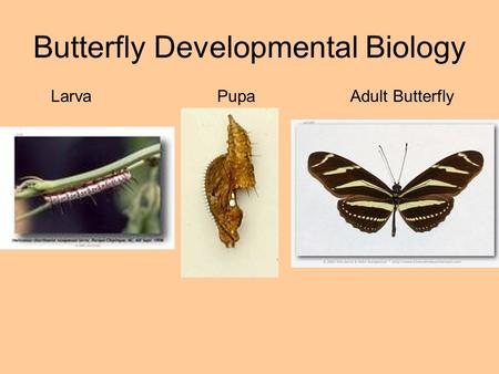 Butterfly Developmental Biology LarvaPupaAdult Butterfly.