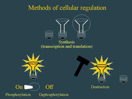 Protein and Nucleic Acid Degradation A set of enzymes targets a protein for degradation by tagging it with an ~70 amino acid protein called ubiquitin.