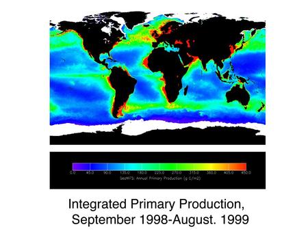 Ocean Productivity Kelp Forest Macroalgae: 3% of Ocean Photosynthesis www.underwaterplanet.com.