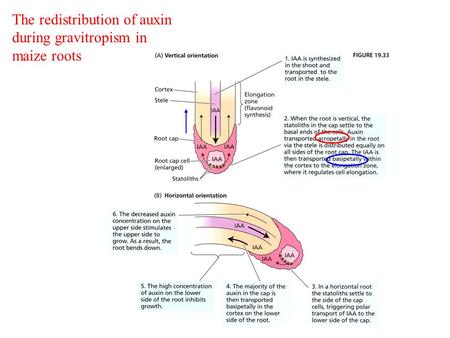 The redistribution of auxin during gravitropism in maize roots.