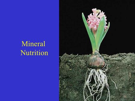 Mineral Nutrition. Mineral Nutrition - Overview Some minerals can be used as is: –e.g. Some minerals have to be incorporated into other compounds to be.