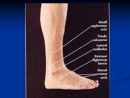 The Arm Figure The Arm Figure The Anterior Surface of the Forearm and Fist.