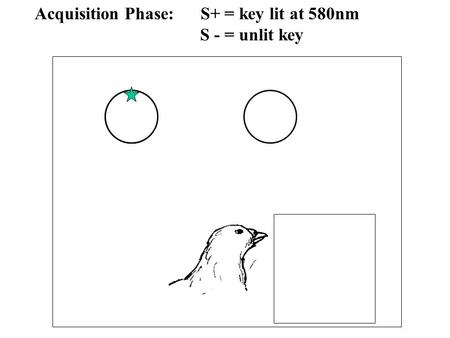 Acquisition Phase: S+ = key lit at 580nm S - = unlit key.