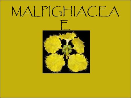 MALPIGHIACEA E. Current Angiosperm Phylogeny Group Tree for Flowering Plants 2008 magnoliids monocots eurosids I rosids core eudicots eudicots.