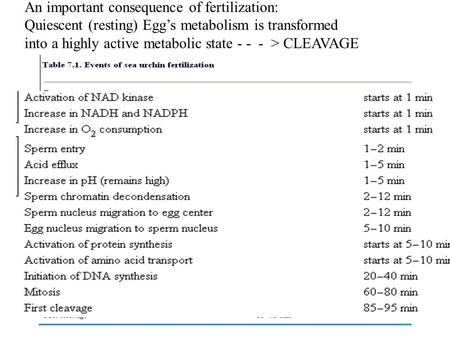 An important consequence of fertilization: Quiescent (resting) Egg’s metabolism is transformed into a highly active metabolic state - - - > CLEAVAGE.