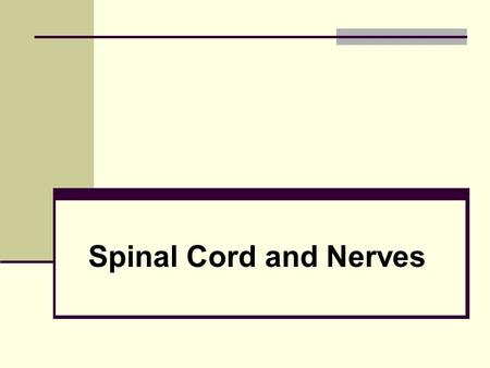 Spinal Cord and Nerves.