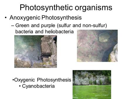 Photosynthetic organisms