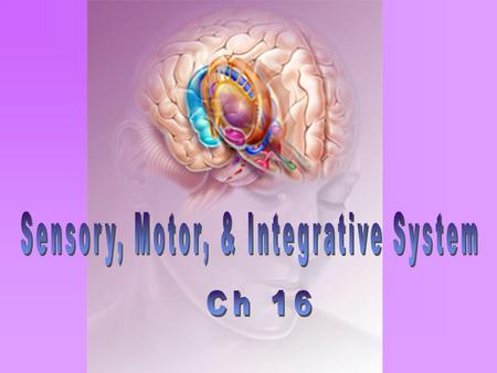 Sensory, Motor, & Integrative System