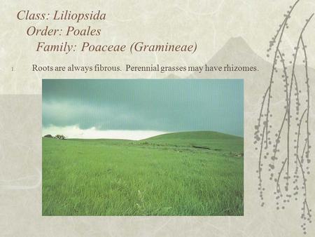 Class: Liliopsida Order: Poales Family: Poaceae (Gramineae) 1. Roots are always fibrous. Perennial grasses may have rhizomes.