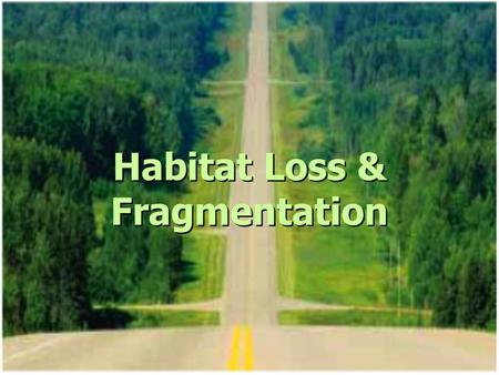 Habitat Loss & Fragmentation. Habitat Loss Roads & Highways Farmland Urban sprawl Over 80% of Ontario’s original forests are gone Leads to loss of species.