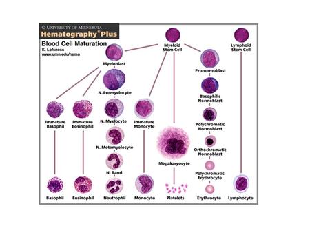 Univ of Minn, Hematography Plus.  umn