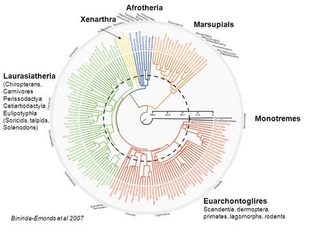 Monotremes Marsupials Afrotheria Xenarthra Laurasiatheria (Chiropterans, Carnivores Perissodactya Cetiartiodactyla Eulipotyphla (Soricids, talpids, Solenodons)