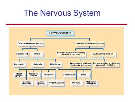 The Nervous System.