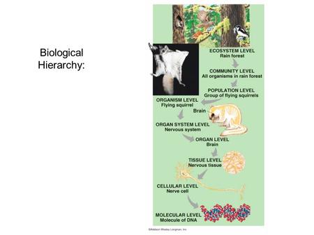 Biological Hierarchy: