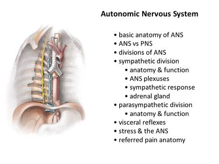 Autonomic Nervous System