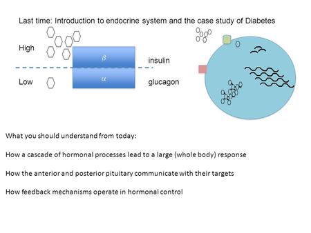 What you should understand from today: How a cascade of hormonal processes lead to a large (whole body) response How the anterior and posterior pituitary.