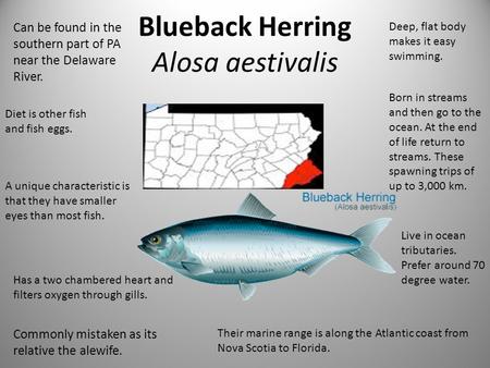 Blueback Herring Alosa aestivalis