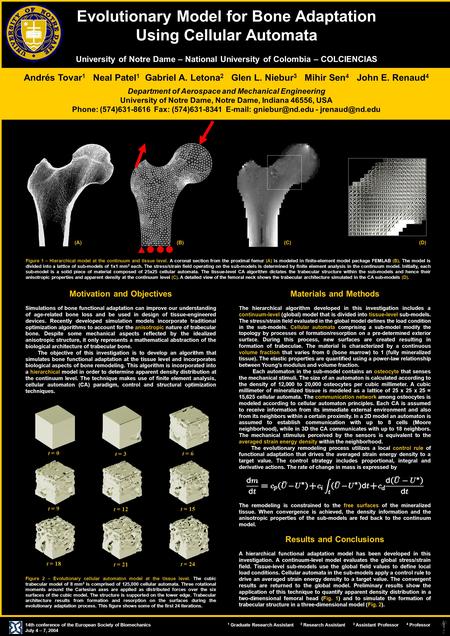 Evolutionary Model for Bone Adaptation Using Cellular Automata University of Notre Dame – National University of Colombia – COLCIENCIAS Andrés Tovar 1.