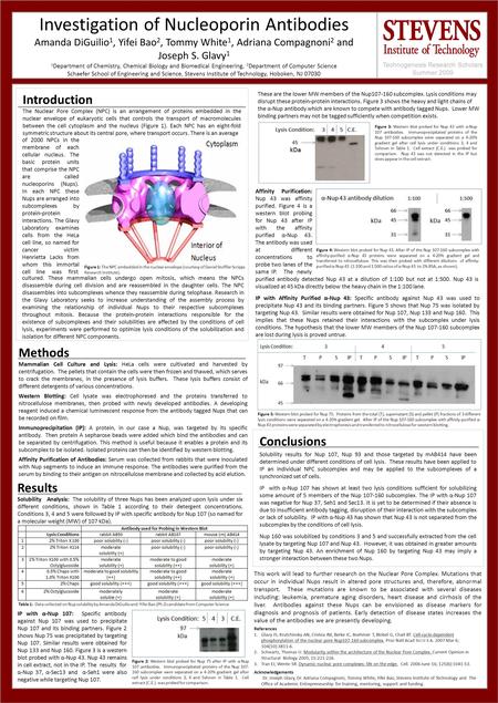 Investigation of Nucleoporin Antibodies Amanda DiGuilio 1, Yifei Bao 2, Tommy White 1, Adriana Compagnoni 2 and Joseph S. Glavy 1 1 Department of Chemistry,