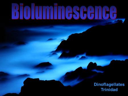 Dinoflagellates Trinidad. What are the conditions like in the deep sea? Physical: Biological: What are food sources for animals that live in the deep.