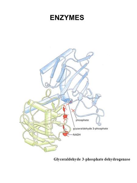 ENZYMES Glyceraldehyde 3-phosphate dehydrogenase.