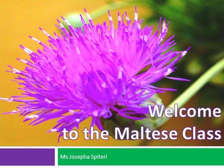 Welcome to the Maltese Class