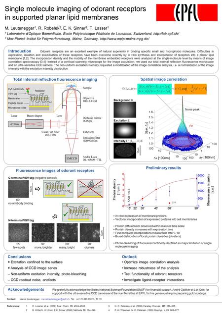 Preliminary results In vitro expression of membrane proteins Vectorial incorporation of expressed proteins into cell membranes Protein diffusion not observed.