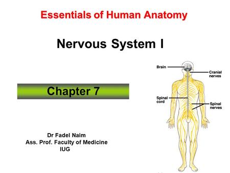 Essentials of Human Anatomy Nervous System I