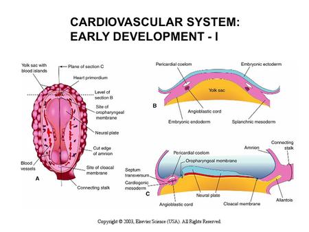 CARDIOVASCULAR SYSTEM: