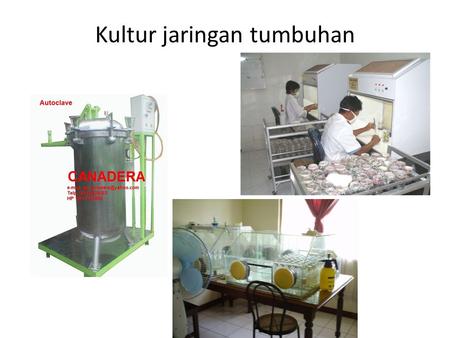 Kultur jaringan tumbuhan. Explants from folded brown leaves were superior in induction of callus. Half strength MS medium fortified with 0.88 microM.