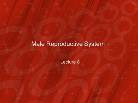 Male Reproductive System