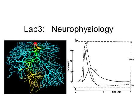 Lab3: Neurophysiology.