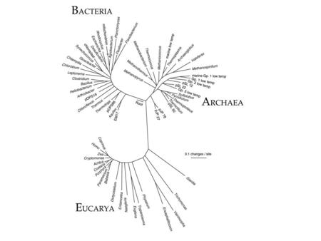 Bryophytes – mosses, liverworts & hornworts Evolutionary innovation – waxy cuticle.