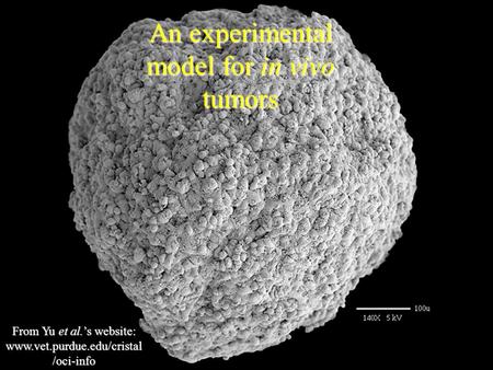 From Yu et al.’s website: www.vet.purdue.edu/cristal /oci-info An experimental model for in vivo tumors.