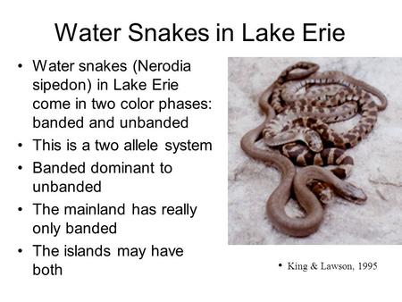 Water Snakes in Lake Erie Water snakes (Nerodia sipedon) in Lake Erie come in two color phases: banded and unbanded This is a two allele system Banded.