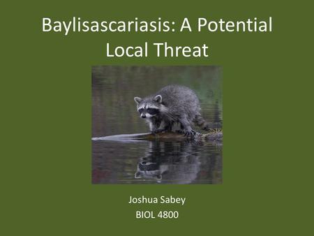 Baylisascariasis: A Potential Local Threat Joshua Sabey BIOL 4800.