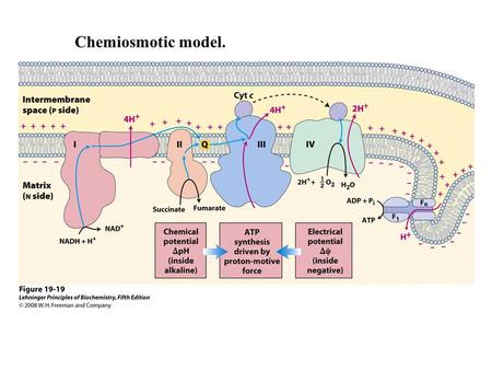 Chemiosmotic model.. Mitochondrial ATP Synthase Complex The proton-motive force causes rotation of the central shaft  This causes a conformational change.