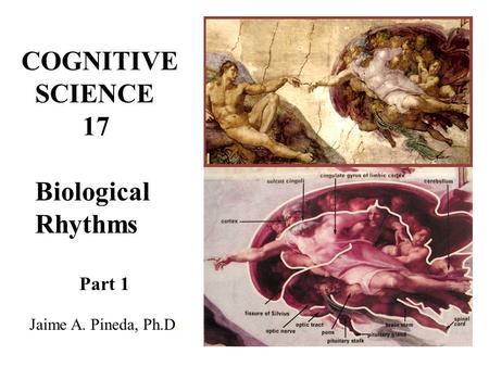 COGNITIVE SCIENCE 17 Biological Rhythms Part 1 Jaime A. Pineda, Ph.D.