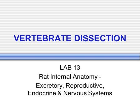 VERTEBRATE DISSECTION LAB 13 Rat Internal Anatomy - Excretory, Reproductive, Endocrine & Nervous Systems.