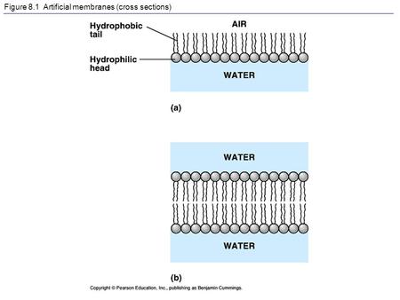 Figure 8.1 Artificial membranes (cross sections)