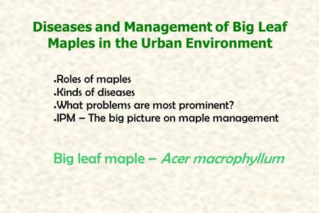 Diseases and Management of Big Leaf Maples in the Urban Environment ● Roles of maples ● Kinds of diseases ● What problems are most prominent? ● IPM – The.