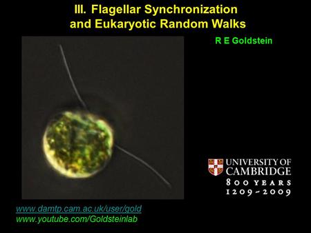 R E Goldstein www.damtp.cam.ac.uk/user/gold www.youtube.com/Goldsteinlab III. Flagellar Synchronization and Eukaryotic Random Walks.