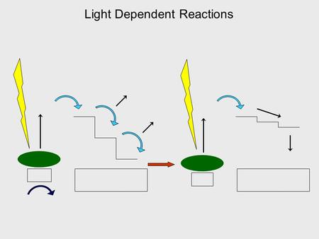 PS II Electron Transport System PS I Electron Transport System Light Dependent Reactions.