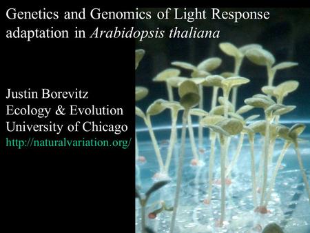 Genetics and Genomics of Light Response adaptation in Arabidopsis thaliana Justin Borevitz Ecology & Evolution University of Chicago